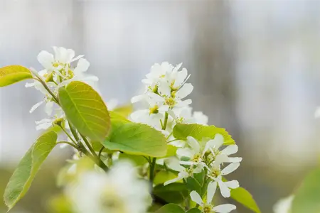 Amelanchier aln. 'Smoky' - 150-175 CM FTH. WHIP RB - image 2