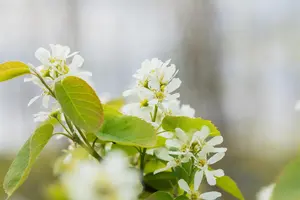 Amelanchier aln. 'Smoky' - 150-175 CM FTH. WHIP RB - image 2
