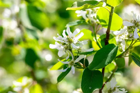 Amelanchier aln. 'Smoky' - 150-175 CM FTH. WHIP RB - image 4