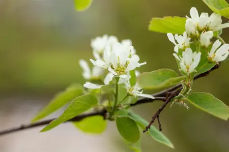 Amelanchier aln. 'Smoky' - P9 - image 3