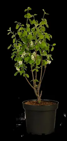 Amelanchier aln. 'Smoky' - P9 - image 2