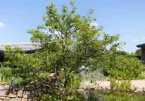 Amelanchier alnifolia 'Sleyt'