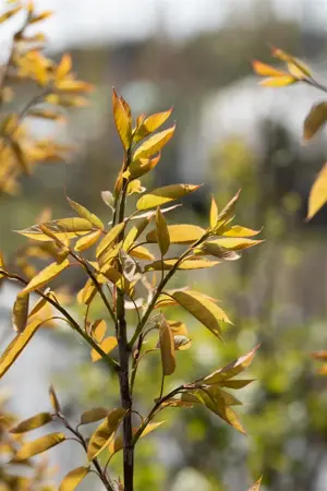 Amelanchier arborea 'Robin Hill' - 100-125 CM C35 - image 4