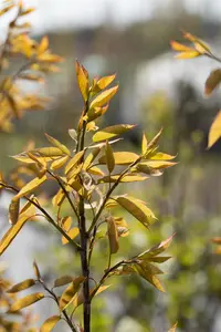 Amelanchier arborea 'Robin Hill' - 10 Ltr pot - image 4