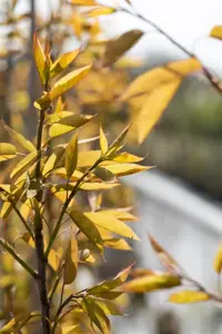 Amelanchier arborea 'Robin Hill' - STDS 8-10 CM C20 - image 2