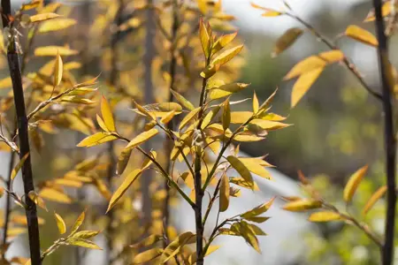 Amelanchier arborea 'Robin Hill' - 100-125 CM C35 - image 3