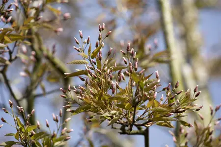 Amelanchier arborea 'Robin Hill' - 10 Ltr pot - image 1