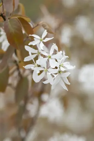 AMELANCHIER BALLERINA 10L - image 1