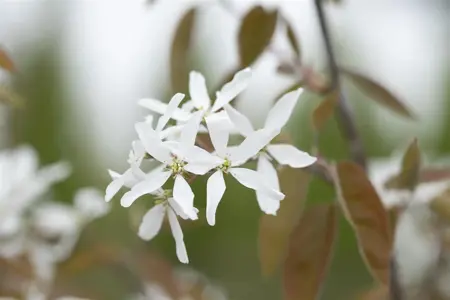 AMELANCHIER BALLERINA 10L - image 3