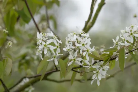 Amelanchier laevis - P11 - image 1