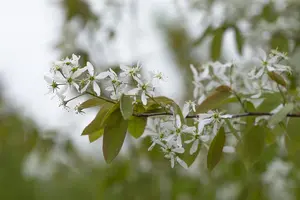 Amelanchier laevis - P11 - image 2