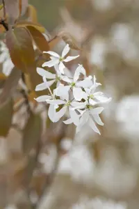 Amelanchier laevis 'Ballerina'