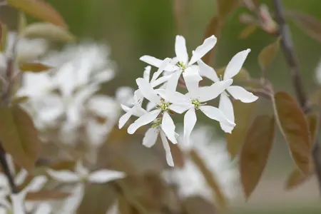Amelanchier laevis 'Ballerina' - 10 Ltr pot - image 2