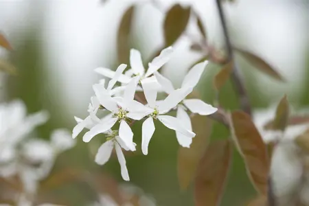 Amelanchier laevis 'Ballerina' - 10 Ltr pot - image 3