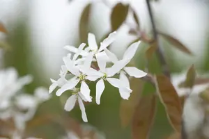 Amelanchier laevis 'Ballerina' - 10 Ltr pot - image 3