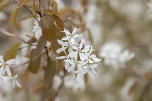 Amelanchier laevis 'Ballerina' - 10 Ltr pot - image 4