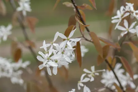 Amelanchier laevis 'Ballerina' - 10 Ltr pot - image 5
