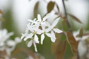 Amelanchier laevis 'Ballerina' - 150-175 CM C20 - image 3