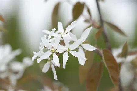 Amelanchier laevis 'Ballerina' - STD 8-10 CM FTH. CONT - image 3