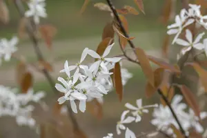 Amelanchier laevis 'Ballerina' - 80-100 CM C2 WHIP - image 5