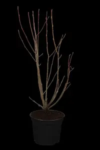 Amelanchier lamarckii