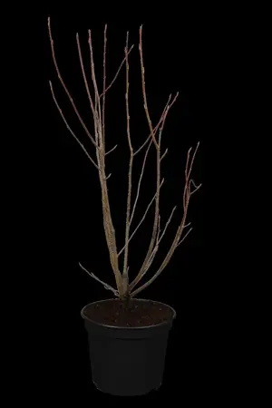 Amelanchier lamarckii - MULTISTEM 300-350 CM C500 - image 1