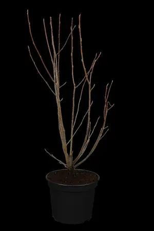 Amelanchier lamarckii - MULTISTEM 250-300 CM C45 - image 1
