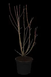 Amelanchier lamarckii - MULTISTEM 250-300 CM C45 - image 5