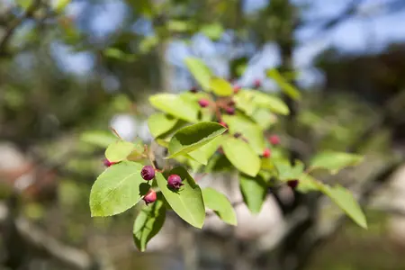 Amelanchier lamarckii - 60-80 CM C4,5 - image 4