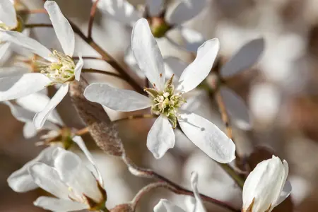 Amelanchier lamarckii - 60-80 CM C4,5 - image 5