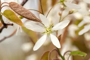 Amelanchier lamarckii - 300-350 CM C180 - image 5