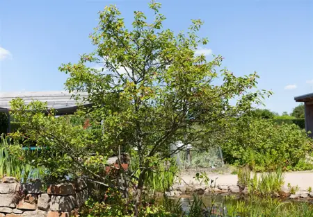 Amelanchier lamarckii - 2 Ltr pot - image 2
