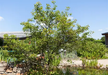 Amelanchier lamarckii - 300-350 CM C180 - image 1