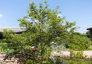 Amelanchier lamarckii - 200-250 CM C90 - image 1