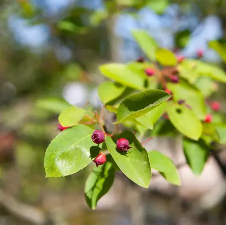 Amelanchier lamarckii - 2 Ltr pot - image 3