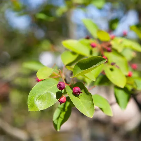 Amelanchier lamarckii - 15-20 CM P9 - image 3
