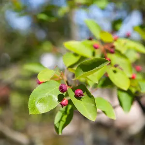 Amelanchier 'Prince William'