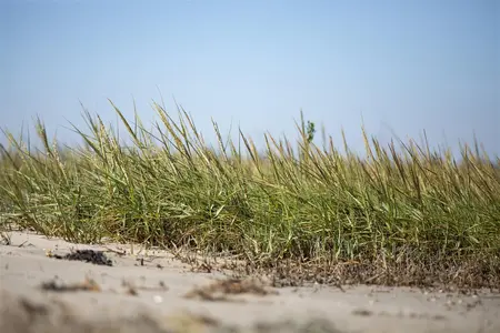 Ammophila arenaria - 2.5 Ltr pot - image 3