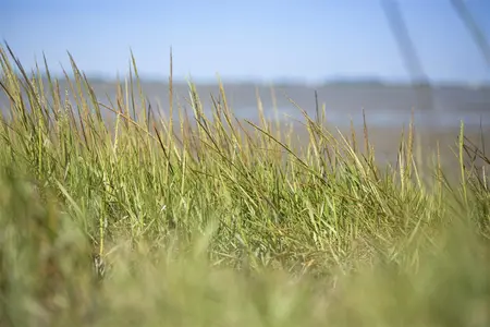 Ammophila arenaria - 2.5 Ltr pot - image 4