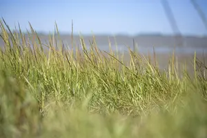 Ammophila arenaria - 2.5 Ltr pot - image 4