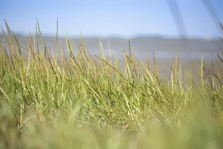 Ammophila arenaria - 2.5 Ltr pot - image 5