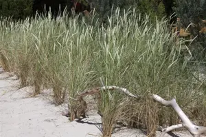 Ammophila breviligulata