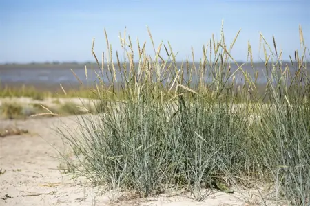 Ammophila breviligulata - 2 Ltr pot - image 2