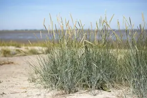 Ammophila breviligulata - 2 Ltr pot - image 2