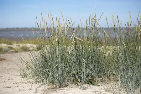 Ammophila breviligulata - 2 Ltr pot - image 3