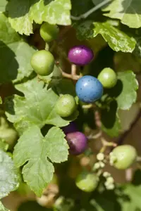 Ampelopsis aconitifolia