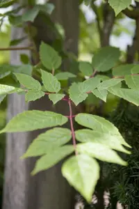 Ampelopsis megalophylla - 2 Ltr pot - image 2