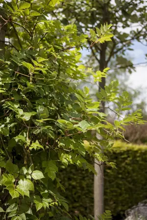 Ampelopsis megalophylla - 2 Ltr pot - image 3