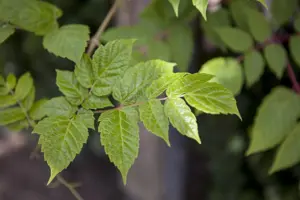 Ampelopsis megalophylla