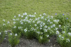 Amsonia hubrichtii